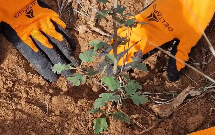 olea natura i territori serveis