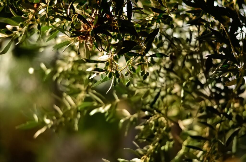 Sólo había un nombre: Olea. Close-up of olive tree branches with sunlit leaves and ripe olives.