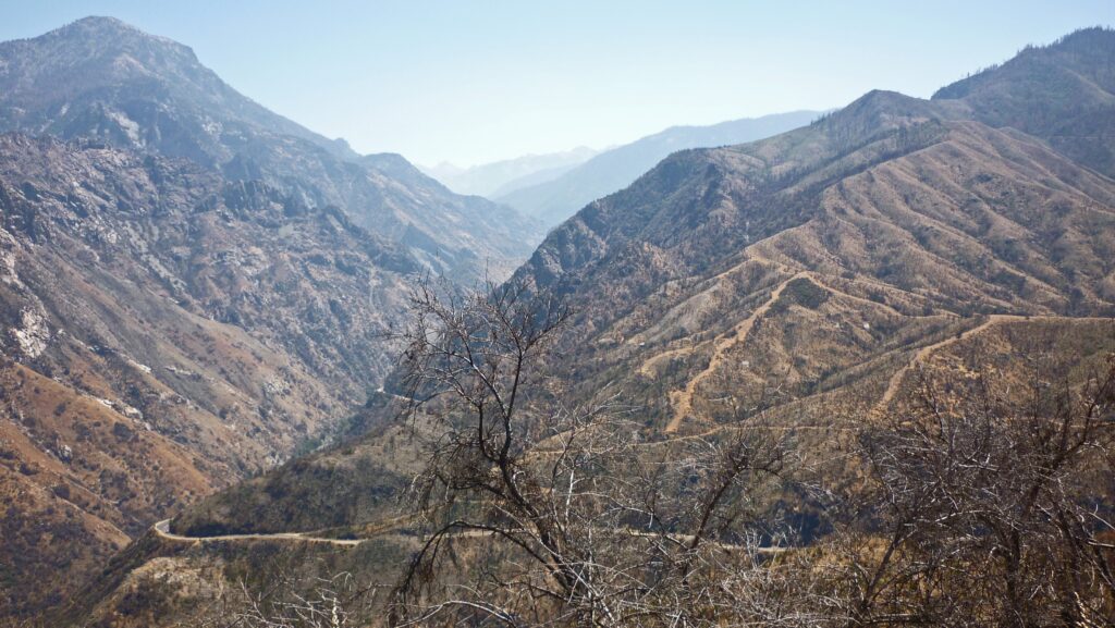 Cuando el fuego se apaga: qué hacer y qué no hacer después de un incendio forestal anwic burnt trees 6562232