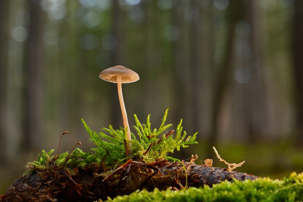 Cuando el fuego se apaga: qué hacer y qué no hacer después de un incendio forestal jggrz mushroom 8512804